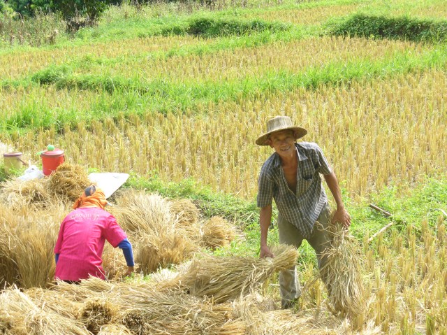 A farmer outside of Chiang Mai in northern Thailand